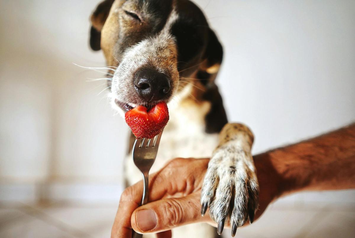 Can Dogs Eat Strawberries? 