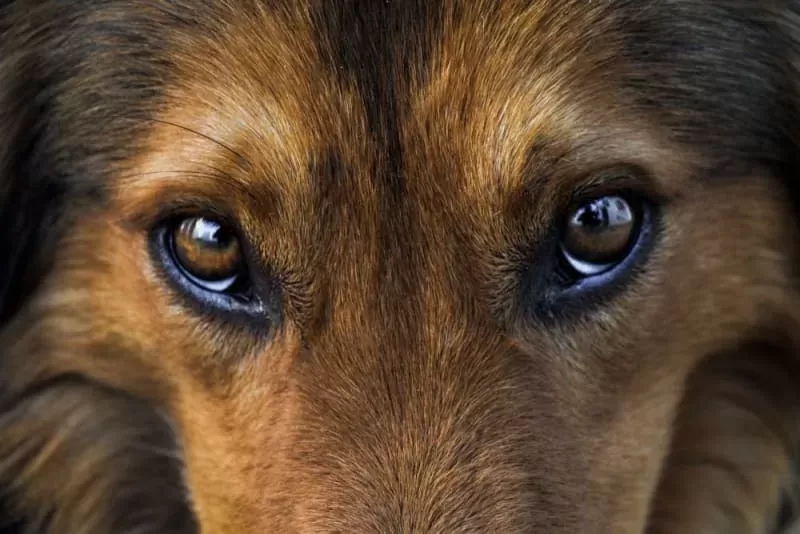 Eye Discharge In Dogs