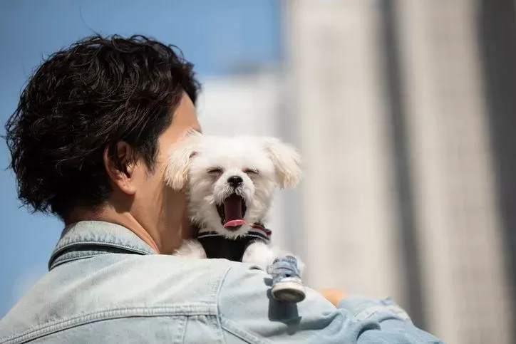 Por que os cães bocejam quando você os acaricia?