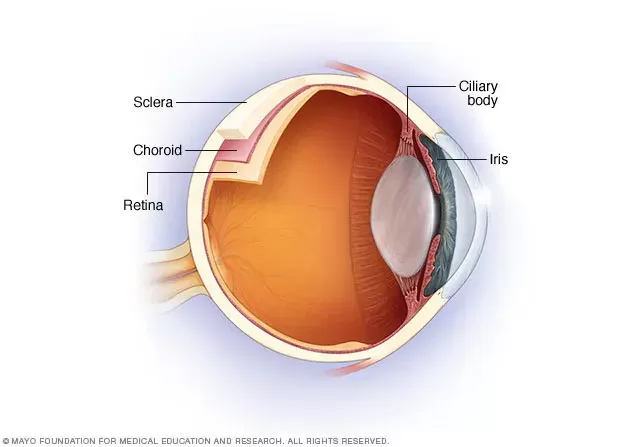 Uveitis in dogs