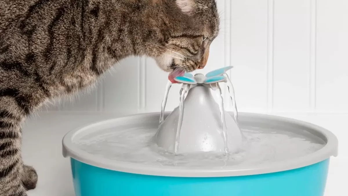 Las 10 mejores fuentes de agua para gatos 2023