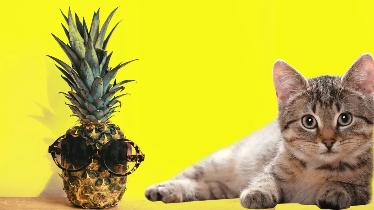 Can cats eat pineapple?