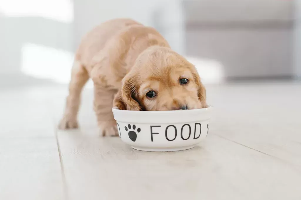 Food for Sensitive Stomach in Dogs