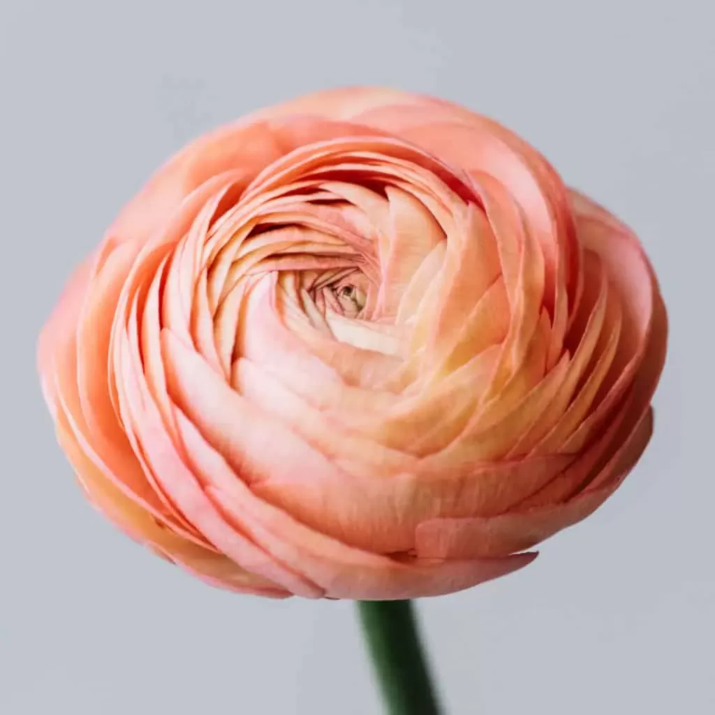 Ranunculus Blooms