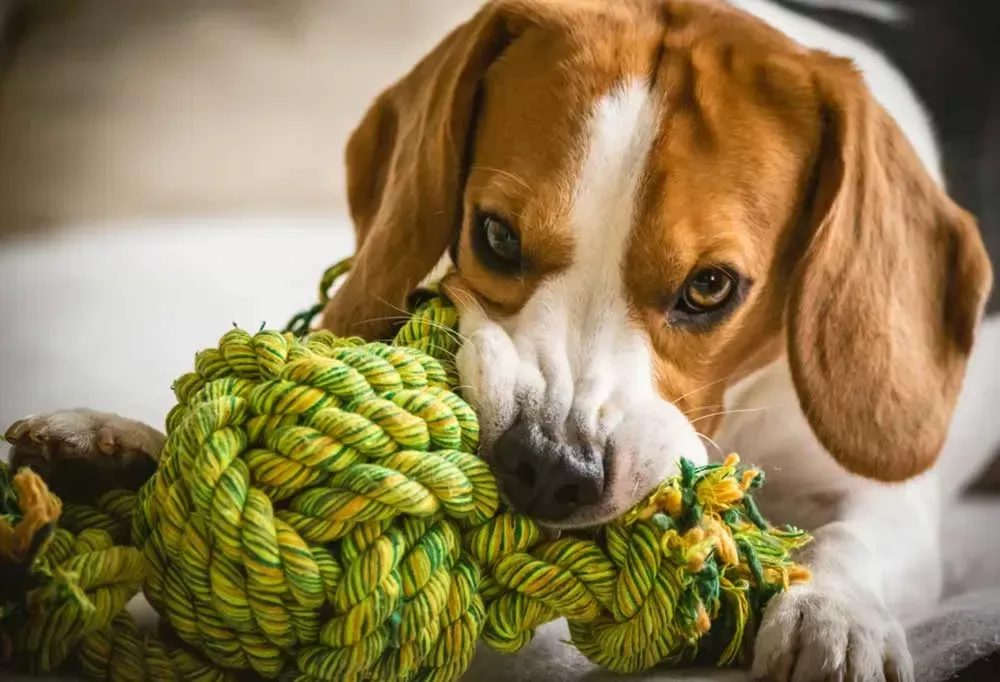 How Smart are Beagles?