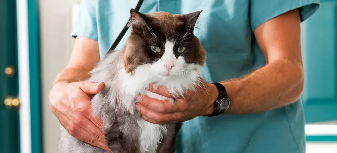 Unraveling the Mystery of Heart Murmur in Cats