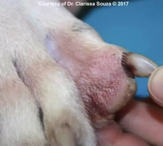 Malassezia dog nails treatment hotsell