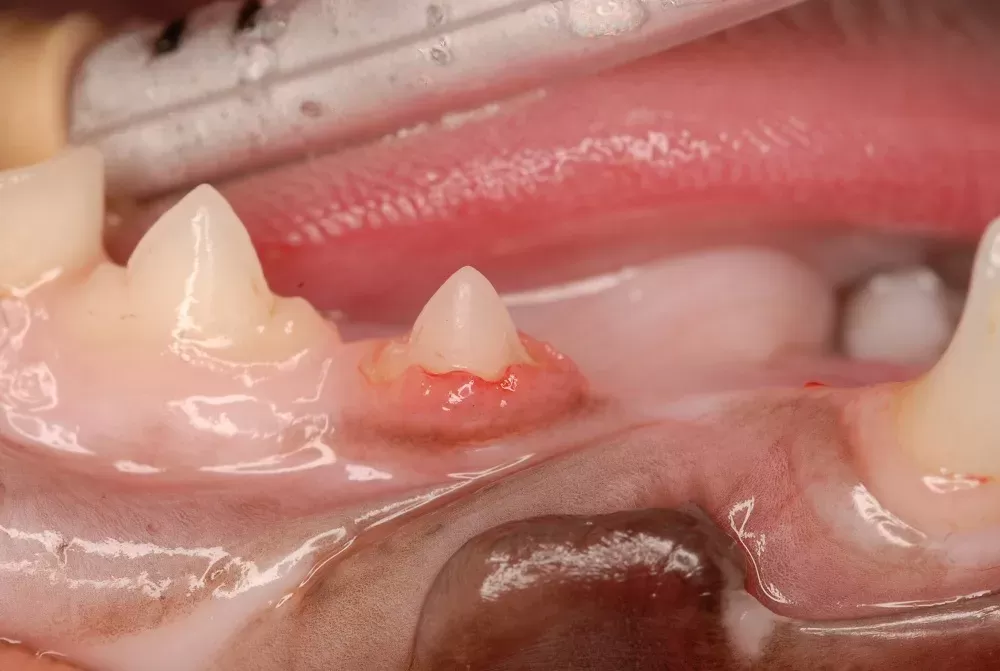 Tooth Resorption in Cats