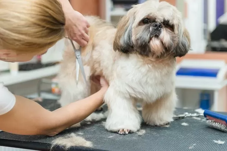 Top 6 Shih Tzu Haircuts & Hairstyles [2022] - Marvelous Dogs