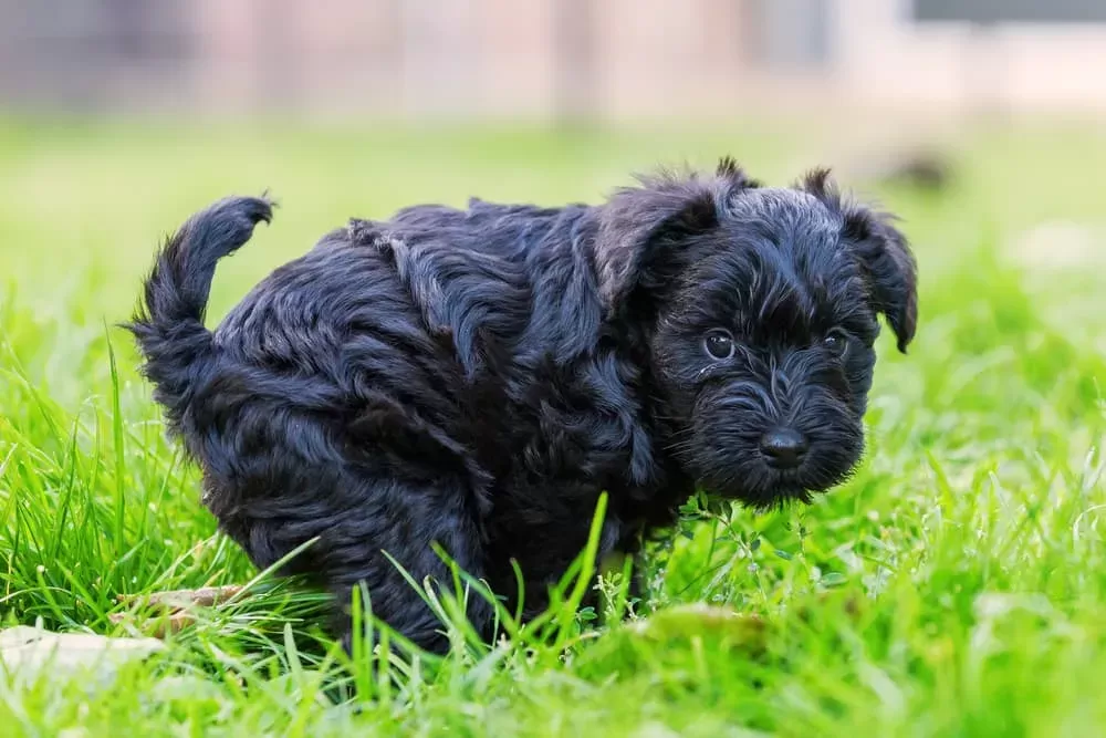 Tratamiento de heces negras para perros Remedios caseros