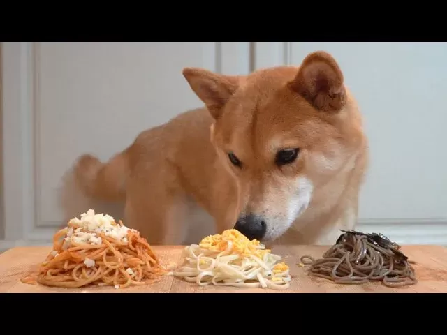 are instant noodles bad for dogs