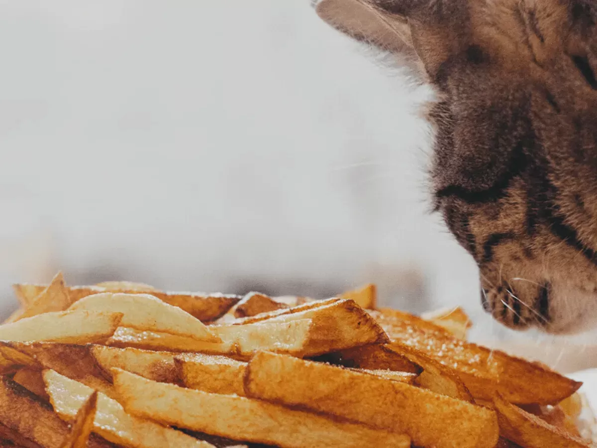 ¿Pueden los gatos comer papas fritas?