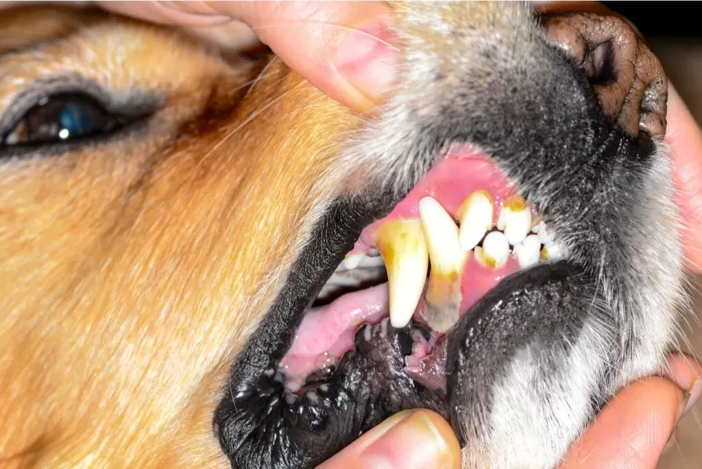 stomatitis in dogs