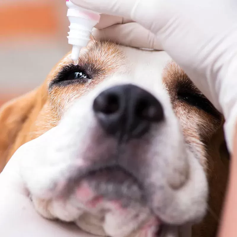 Treatment Of Dogs Eyes Dilated