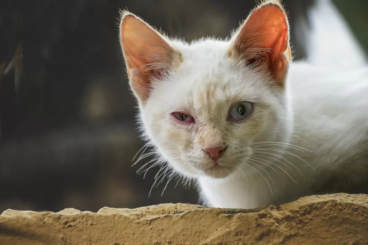 Can Cats Get Pink Eye From Humans