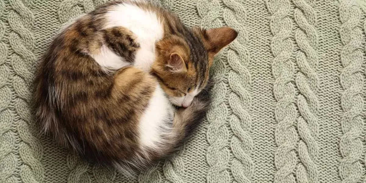 Why Do Cats Curl Into Balls When Sleeping?