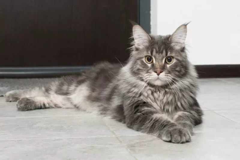 How Much Do Maine Coons Purr? Facts & FAQ - Excited Cats