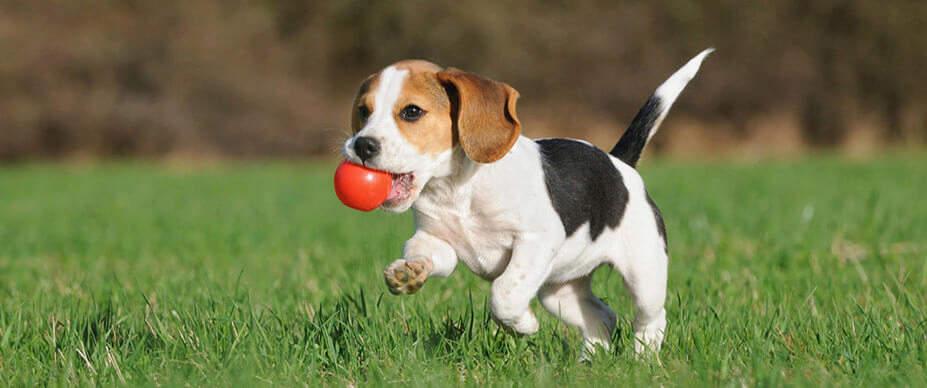 Dog Playtime: Tips for Safe Family Play