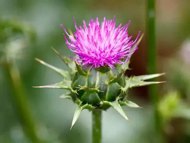 Why is Milk Thistle beneficial for Cats and Dogs?