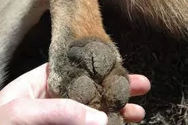 Dog Paw Pad Peeling