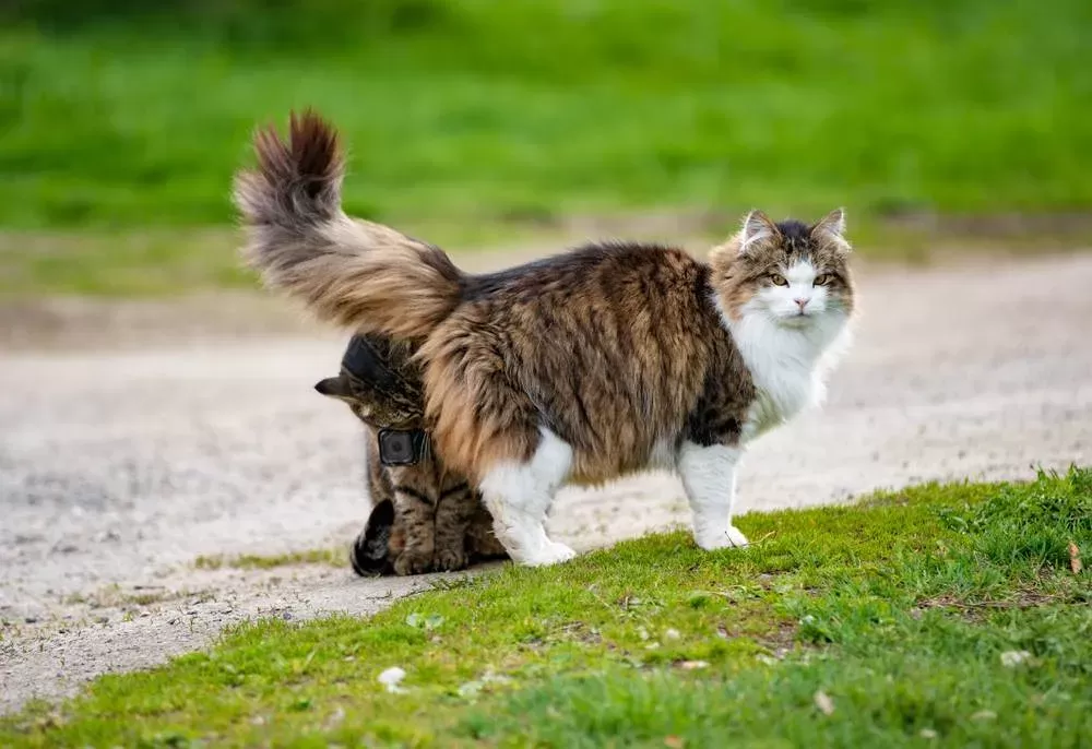 Why Do Cats Smell Each Other's Butts? 