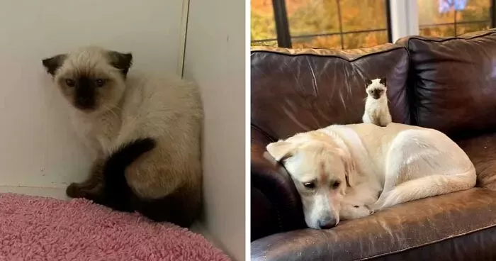 Giant Lab Befriends Distressed Siamese Kitten, Helps It Calm Down And Adapt  To Its New Forever Home | Bored Panda