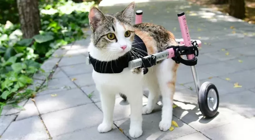 Paresis in Cats: Causes, Symptoms and Treatment