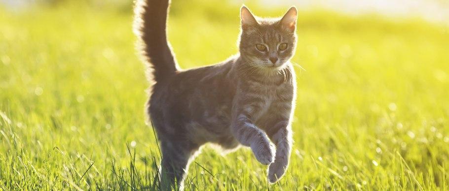 Cat Care 101: 8 Tips for A Happy and Healthy Kitty | Four Paws