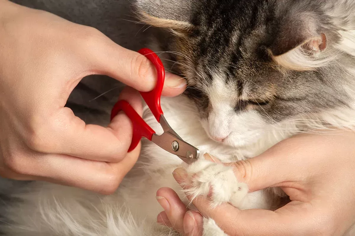 The Ultimate Guide on How to Cut Cat Nails: A Step-by-Step Approach