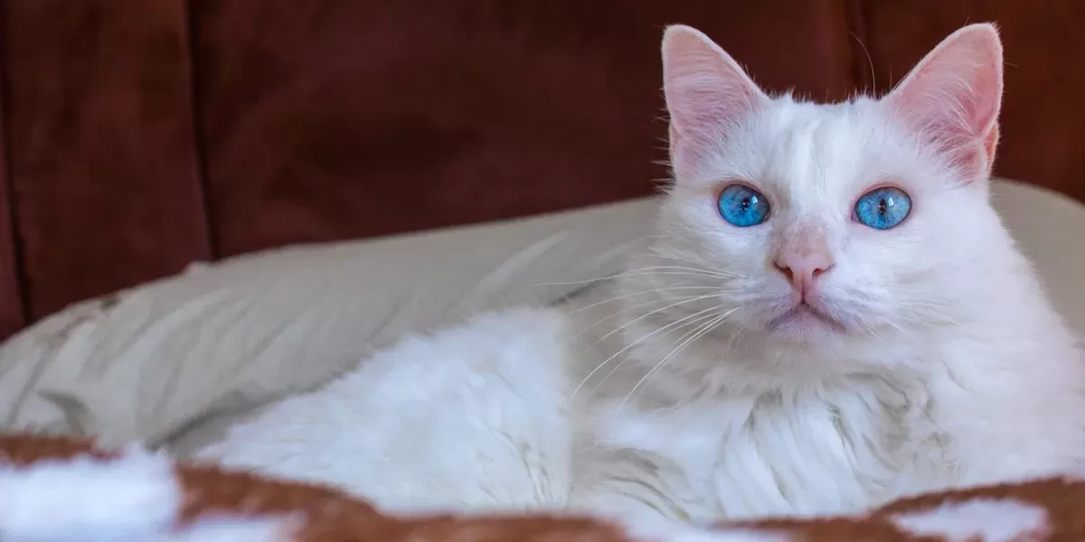 Albino cat breeds fashion