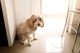 Urinary Tract Infection (UTI) in Dogs