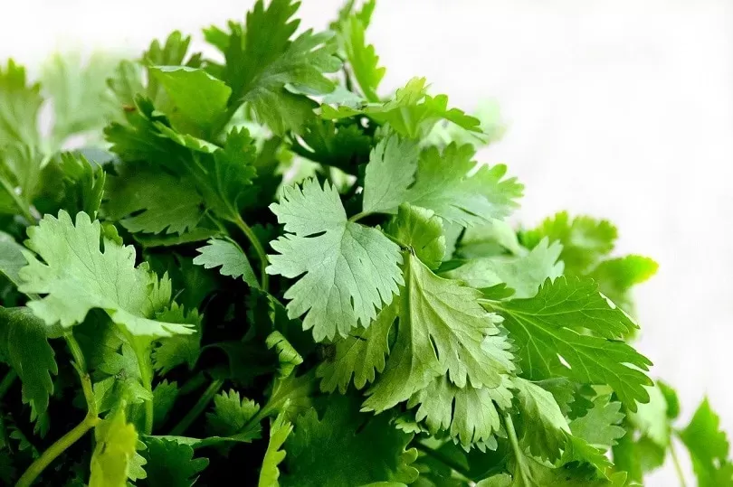 Can Cats Eat Cilantro? What You Need to Know - Excited Cats