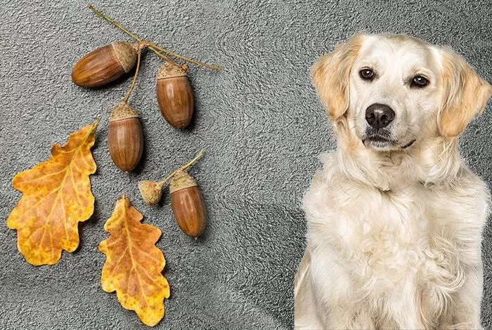 Are Acorns Bad for Dogs