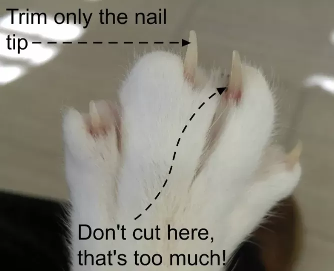 The Ultimate Guide on How to Cut Cat Nails A StepbyStep Approach