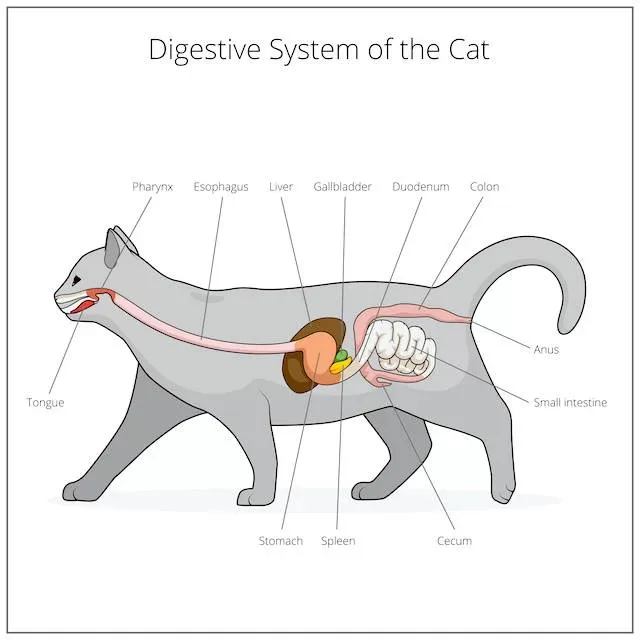 Feline pancreatitis diet clearance