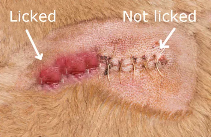 Dog Stitches Open But Not Bleeding