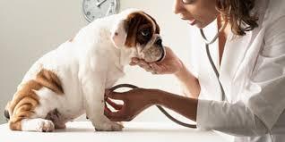 Diagnose IBS in Dogs