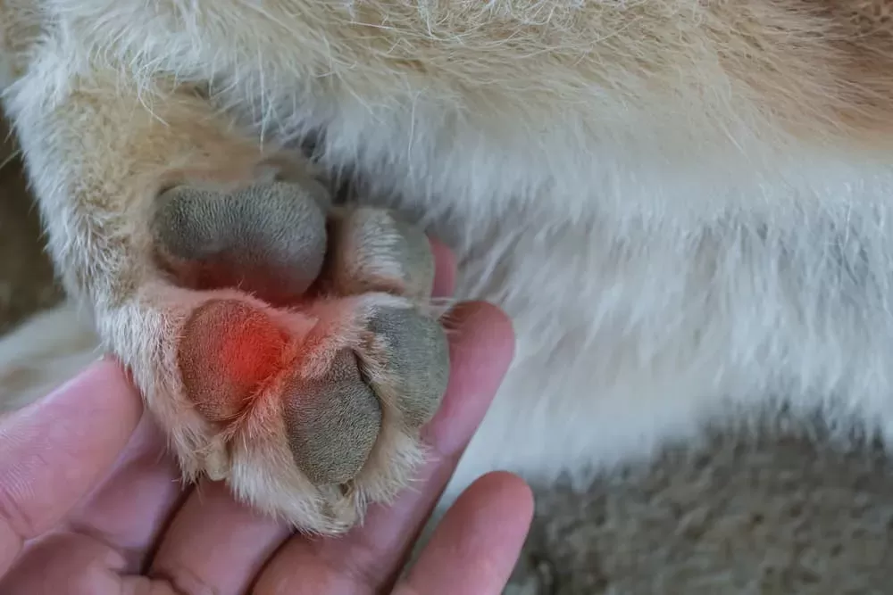 dog paws red