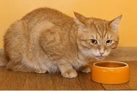 Can Wet Food Cause Diarrhea In Cats?