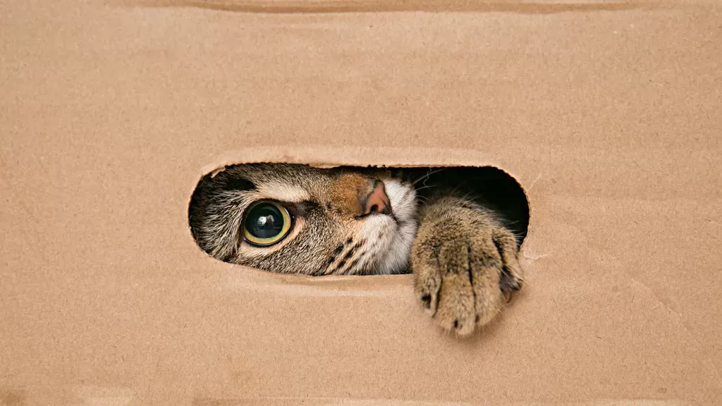 why cats love boxes