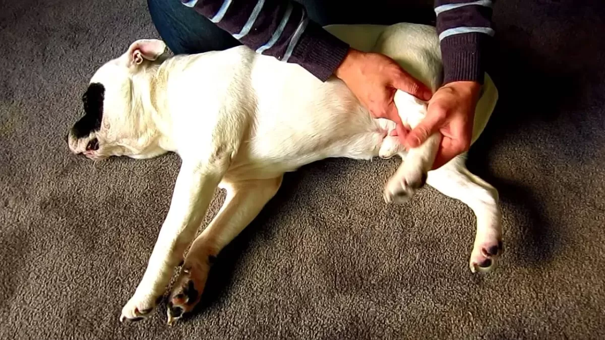 Dog Limping Back Leg