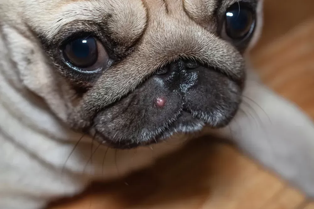 Pug Rashes Can Dogs Get Pimples