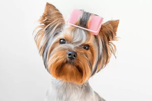 Use acessórios de cabelo para pêlos de cachorro sobre os olhos