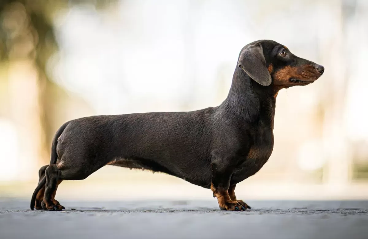 Os Dachshunds latem muito