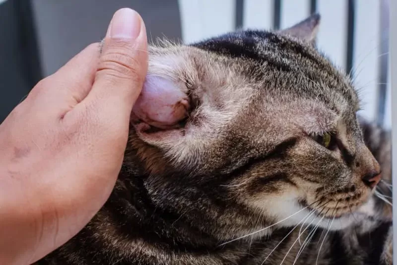 Cat Ear Hematoma