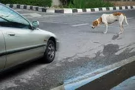 Dog is hit by a car