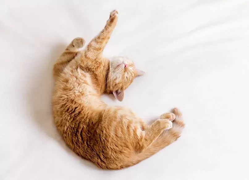 Why Are Cats So Flexible? Based on Science