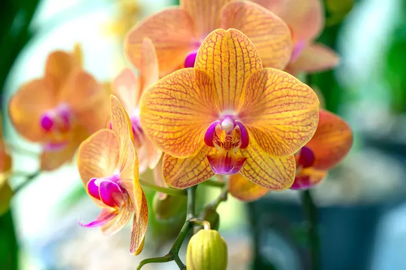 Phalaenopsis Orkideleri (Güve Orkideleri)