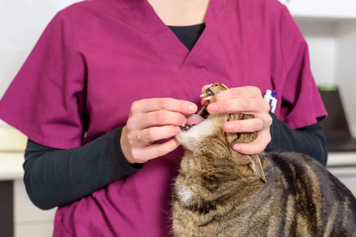 cat deworming