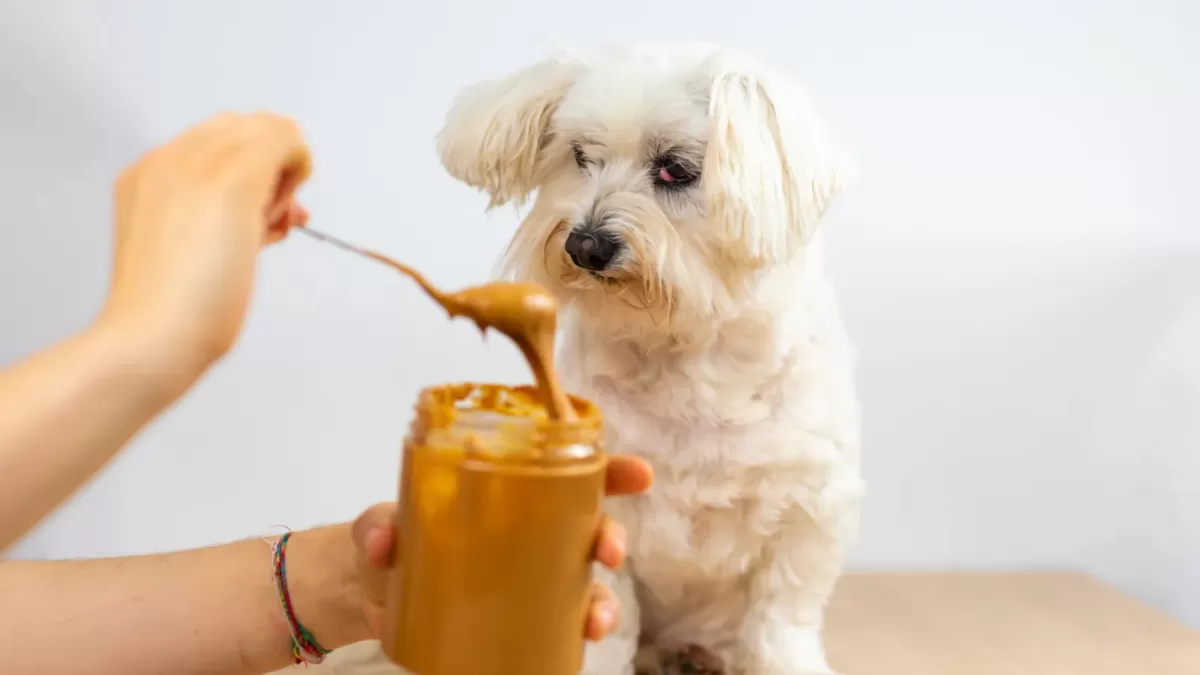 Can Dogs Eat Almonds